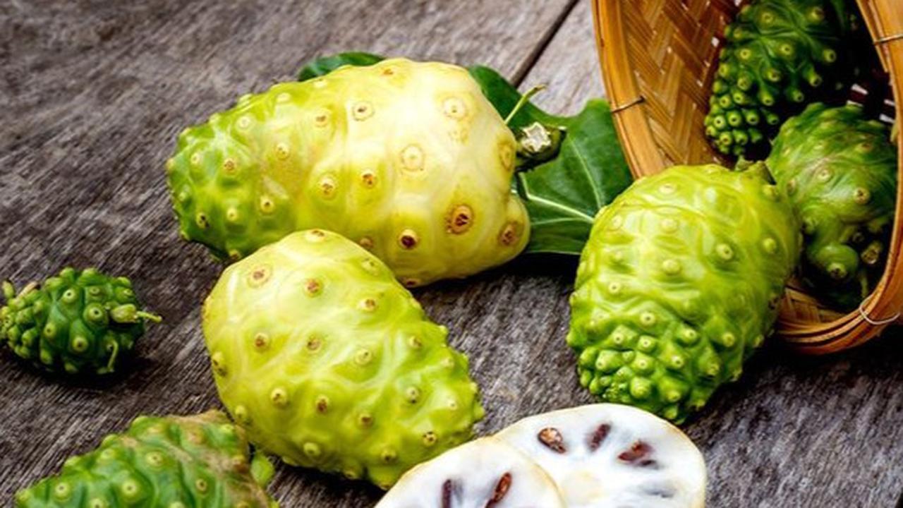 Ilustrasi Buah Mengkudu