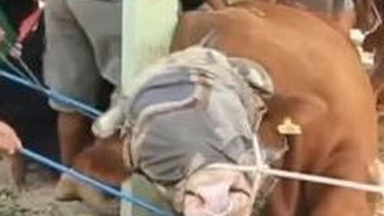 Dalam video yang diunggah akun YouTube Liputan6, tampak saat akan disembelih, muka sapi itu ditutup dengan sebuah kain.