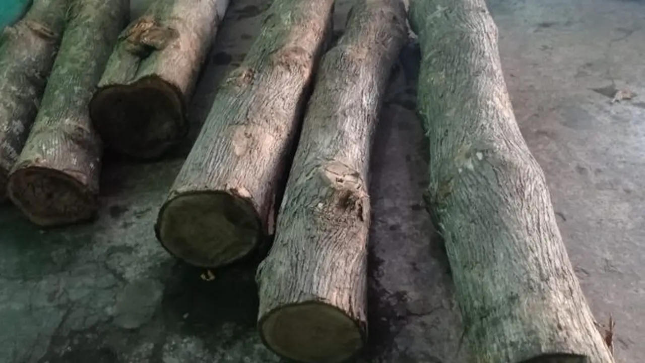 Barang bukti kayu jati hasil pencurian di  Perhutani BKPH Wuluhan. (Istimewa).