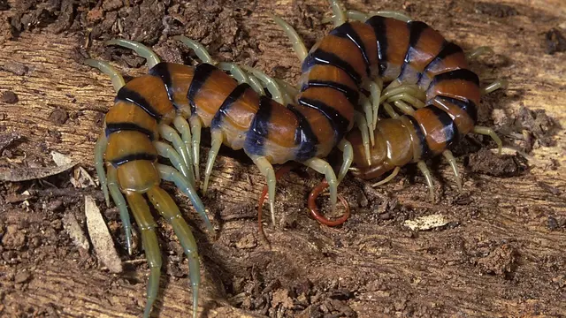 arthropoda