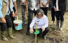 Tahukah Anda? Pemkot Ambon Tanam 75 Bibit Mangrove untuk Lindungi Pesisir, Perkuat Penanaman Mangrove Ambon