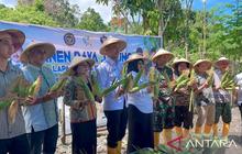 Panen Jagung Lapas Wahai: Warga Binaan Hasilkan 1,2 Ton Jagung, Bukti Nyata Ketahanan Pangan dan Pembinaan Berhasil