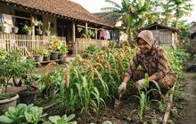 Cara Menanam Jawawut untuk Pangan Keluarga, Pilihan Serealia Alternatif
