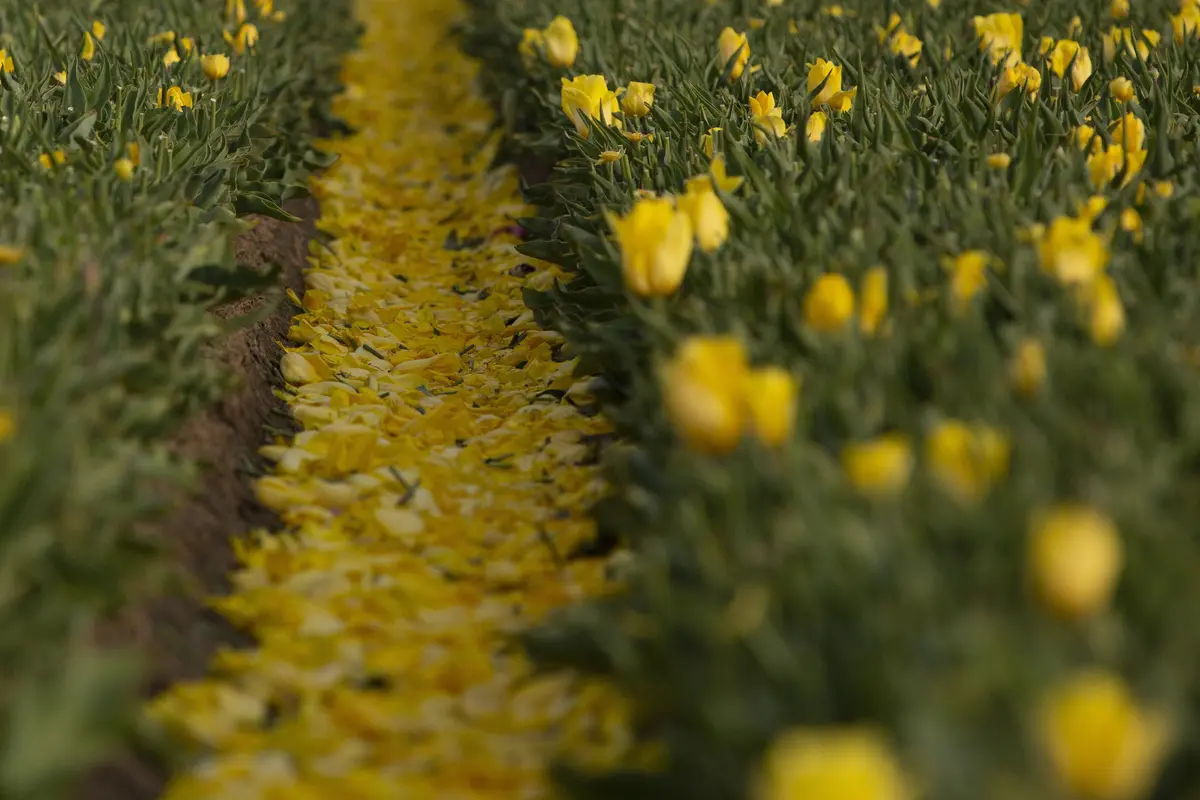 Warna-warni Ladang Tulip di Belgia