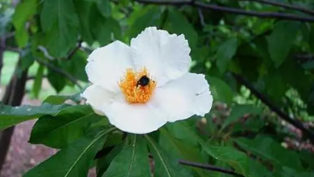 Foto: copyright ListVerse.com