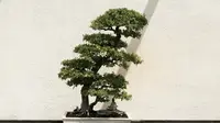 7 Tanaman Bonsai di Pintu Masuk Rumah agar Jadi Penyambut yang Cantik