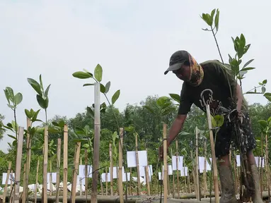 Warga menanam mangrove pada kawasan Eco Marine mangrove Muara Angke, Jakarta Rabu (26/7/2023). (merdeka.com/imam buhori)