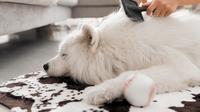 Dog breeds that shed a lot. (Photo: Freepik)