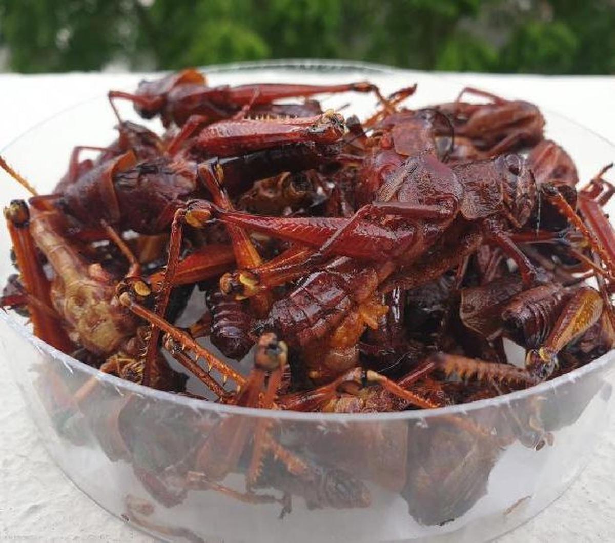 Fakta Menarik Hewan Belalang Kayu di Gunungkidul, Dijadikan Sumber Protein