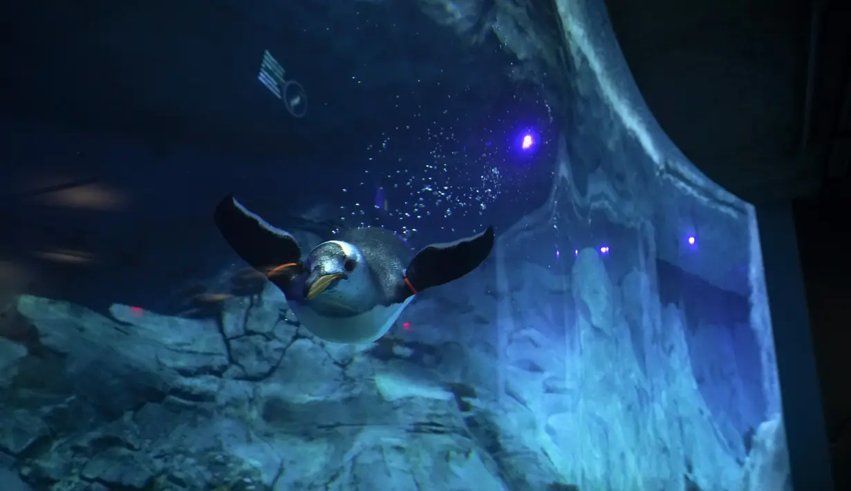 Seekor penguin Gentoo berenang di Pusat Konservasi Penguin Polk di Kebun Binatang Detroit, 16 Februari 2022. Pusat Konservasi Penguin Terbesar di Kebun Binatang Detroit telah dibuka kembali setelah ditutup lebih dari dua tahun untuk memperbaiki waterproofing yang rusak. (AP Photo/Paul Sancya)