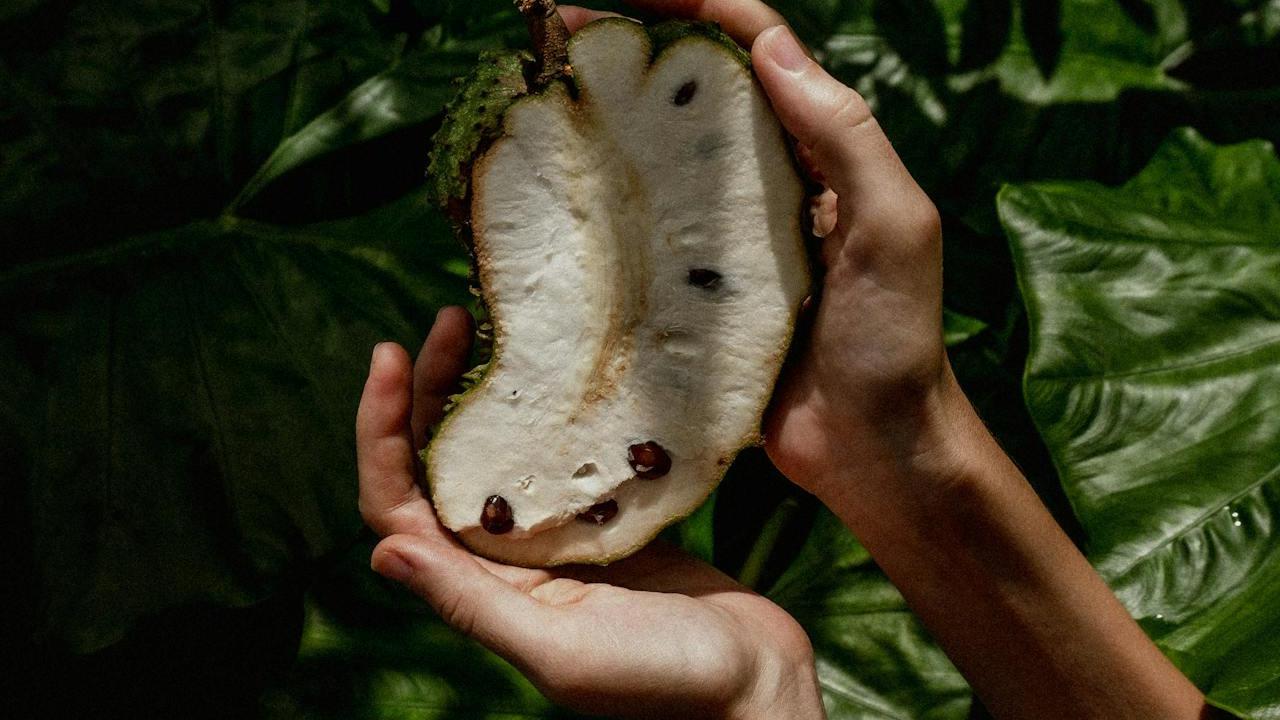 Ilustrasi Biji Buah Srikaya