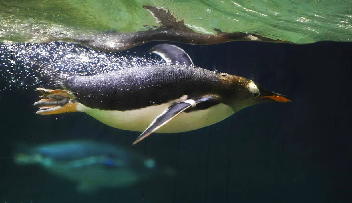 Seekor penguin Gentoo saat berenang di kandangnya di Taman Pairi Daiza di Cambron-Casteau, Belgia, Senin (5/7/2021). Penguin Gentoo salah satu spesies penguin terbesar di dunia bersama penguin kaisar dan penguin raja. (AP Photo/Virginia Mayo)