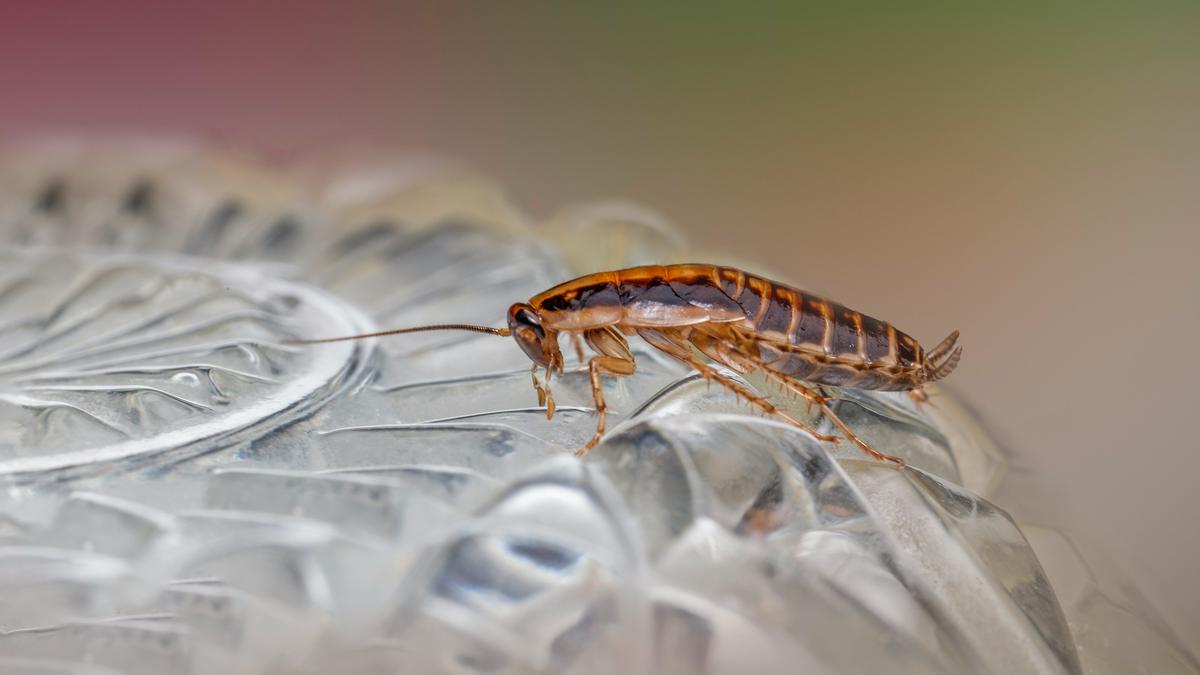 15 Cara Alami Menghilangkan Kecoak di Kamar Mandi: Solusi Aman dan Efektif Tanpa Bahan Kimia