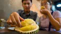 Pengunjung memakan durian di kafe Mao Shan Wang di Singapura (26/1). Restoran yang menyediakan beragam aneka rasa durian ini telah menarik banyak pengunjung untuk datang mencicipi buah durian di kafe tersebut. (AFP Photo/Nicholas Yeo)