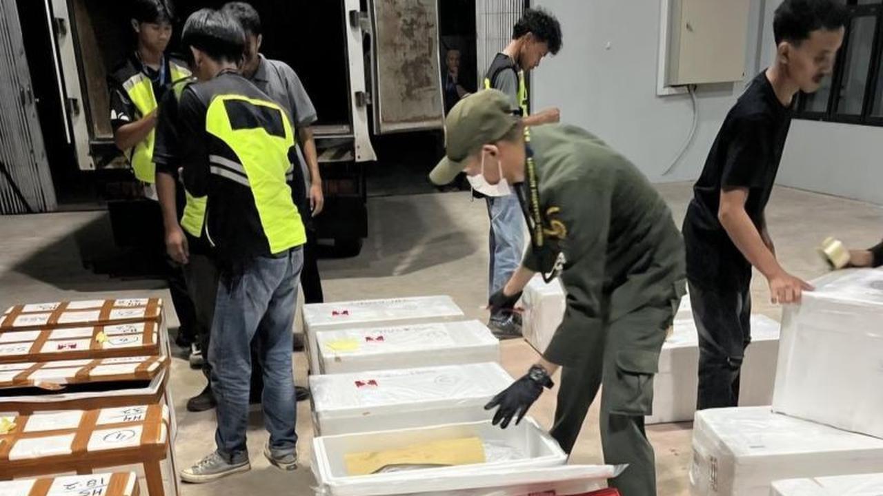Ekspor Kepiting Tarakan Langsung ke Hong Kong Dorong Efisiensi dan Ekonomi Kaltara