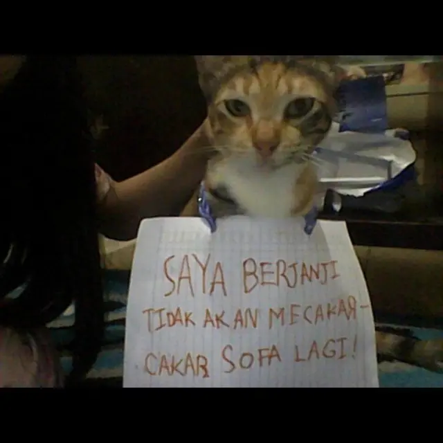 6 Potret Kocak Kucing Saat Bikin Ulah, Buat Majikannya Kesal