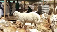 Pasar hewan Kakhiya, pasar kambing terbesar di Makkah. (www.kemenag.go.id)