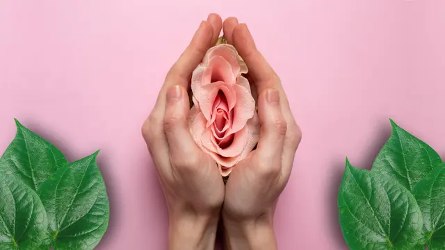 Manfaat Daun Sirih untuk Organ Kewanitaan