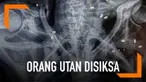 Induk orang utan beserta anaknya dievakuasi dari perkebunan sawit milik warga di Desa Bunga Tanjung, Aceh. Pada tubuh induk orang utan bersarang 74 butir peluru.