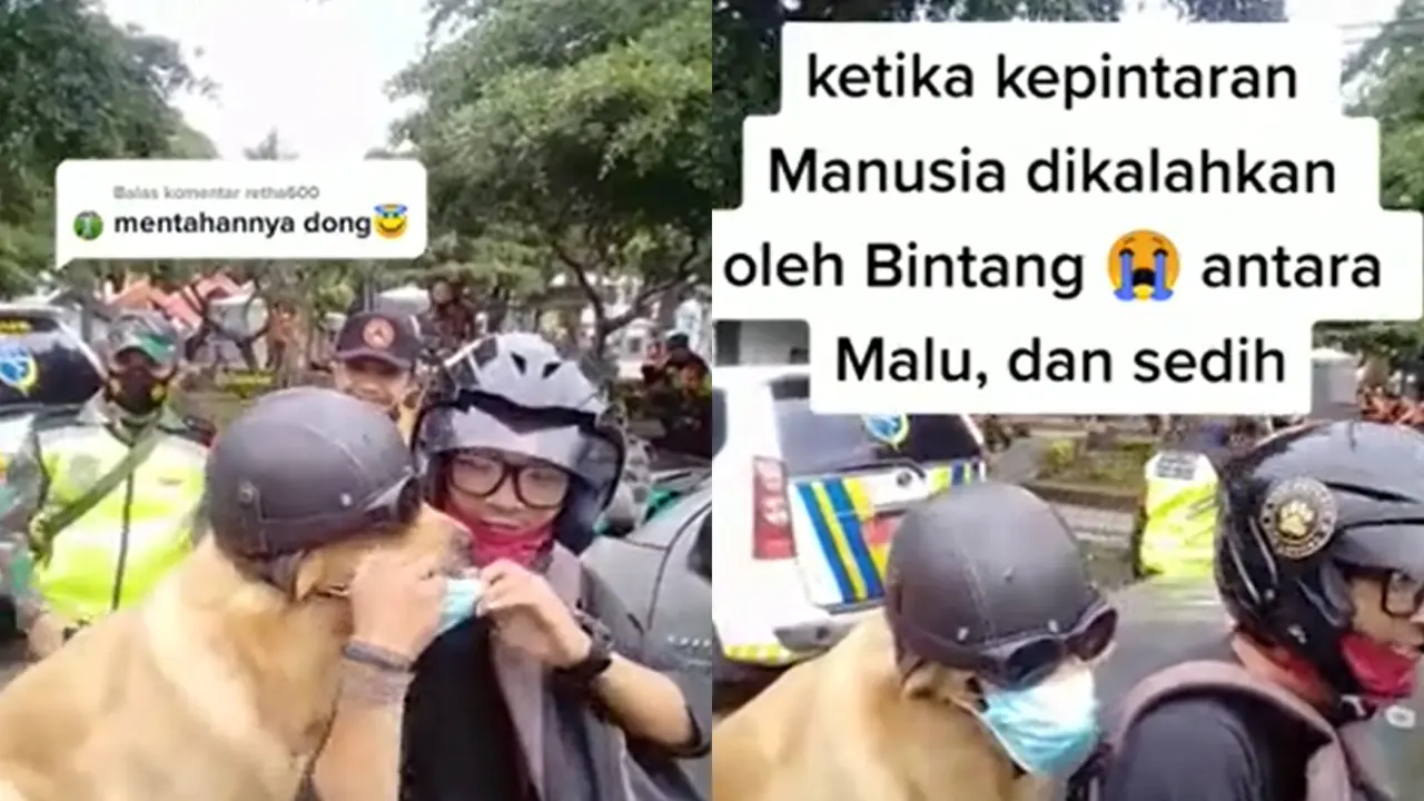Seekor anjing taat protokol kesehatan saat pemiliknya memakaikan masker padanya.