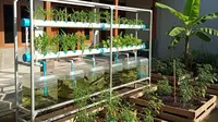 7 Ide Halaman Rumah Produktif dengan Ternak Ikan Gabus dalam Galon, Sayur dan Buah
