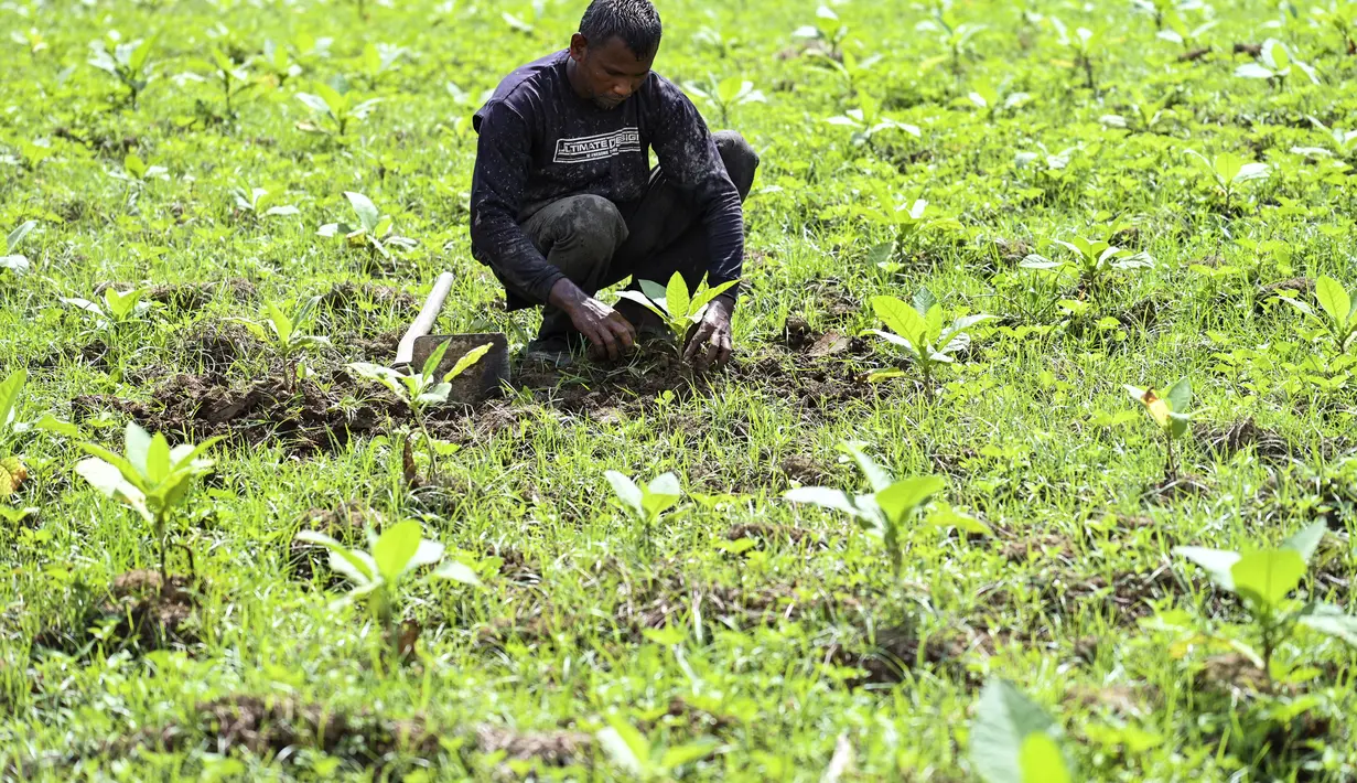 Petani bekerja di perkebunan tembakau di Kuta Cot Glie, provinsi Aceh (6/1/2022).  Kenaikan tarif CHT untuk menekan prevalensi merokok anak usia 10-18 tahun, kesejahteraan tenaga kerja industri rokok, pemerimaan negara melalui cukai dan pengawasan barang kena cukai ilegal. (AFP/Chaideer Mahyuddin)