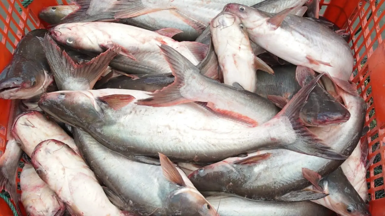 Komoditas unggulan baru berupa spesies ikan patin "luar biasa" yang dinamakan Patin Perkasa