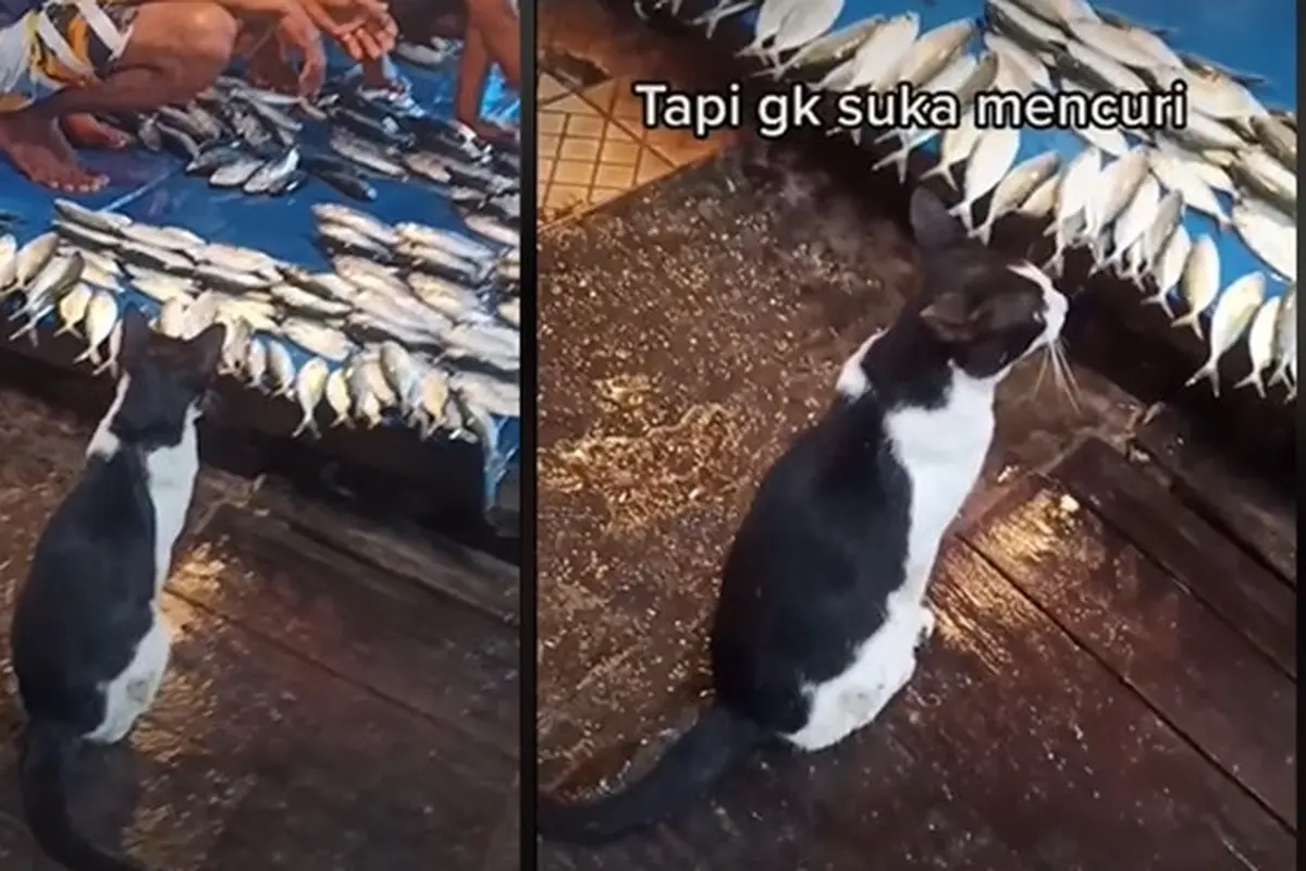Kucing Santun Ini Rela Tunggu Diberi Ikan daripada Harus Mencuri, Aksinya Bikin Kagum