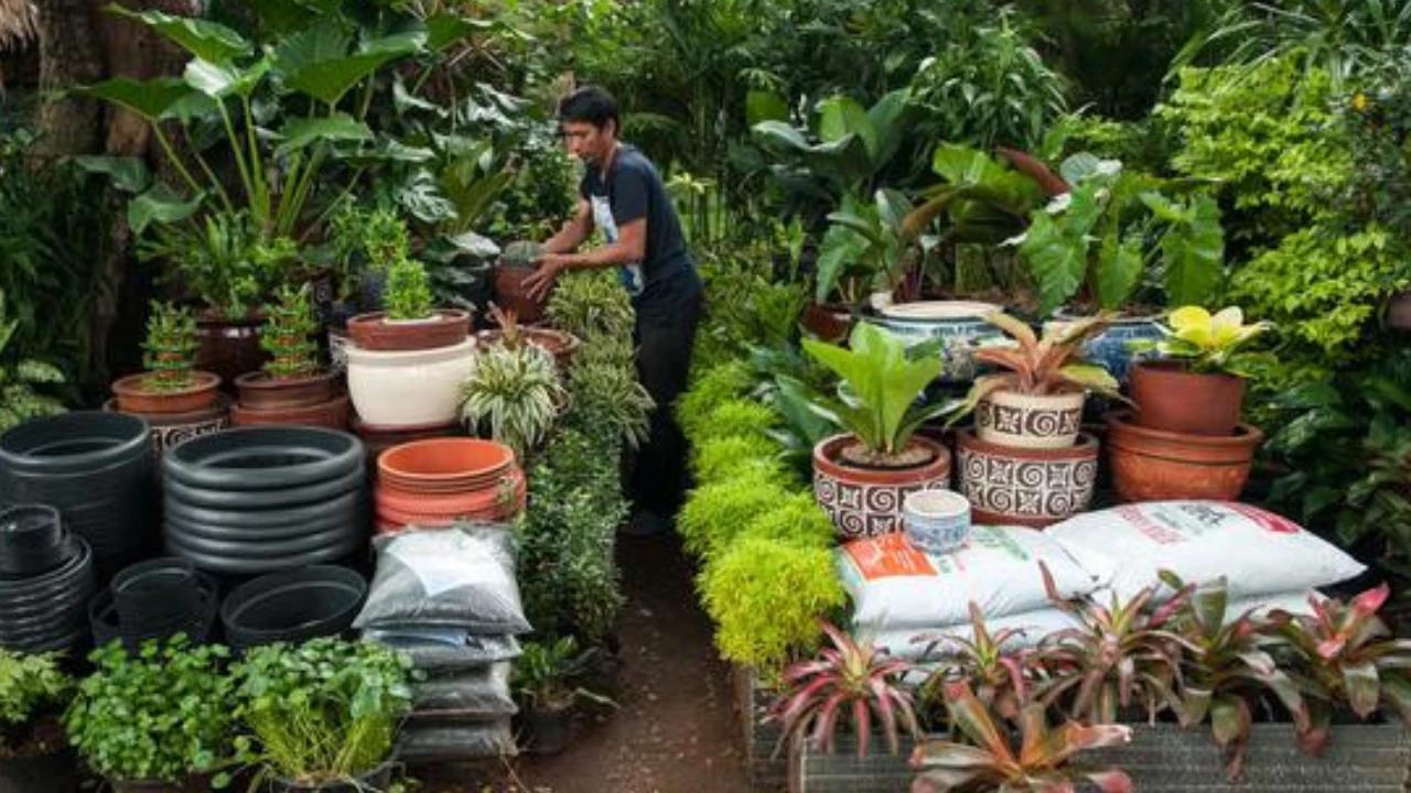 9 Ide Bisnis Tanaman Paling Tren 2026 yang Laris, Modal Kecil Untung Besar