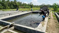 Cara Membuat Kolam Lele yang Tidak Mudah Bocor/AI Generated