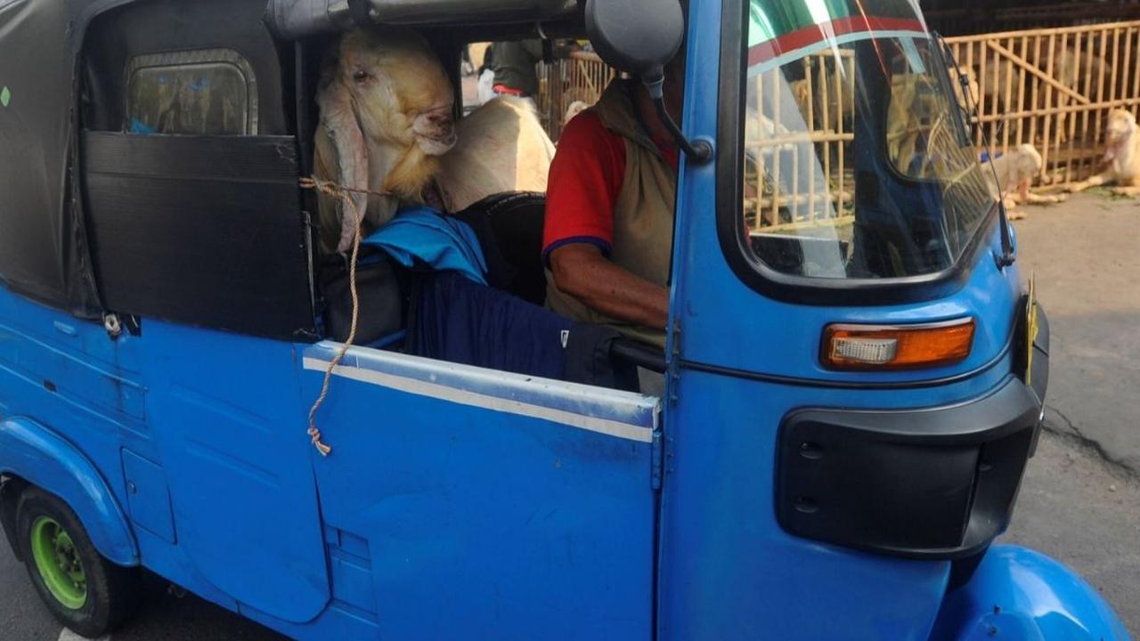 Kendaraan bajaj mengangkut kambing kurban yang sudah dibeli untuk diantarkan ke konsumen di kawasan Tanah Abang, Jakarta Pusat, Minggu (16/06/2024). Foto: merdeka.com / Arie Basuki<br>