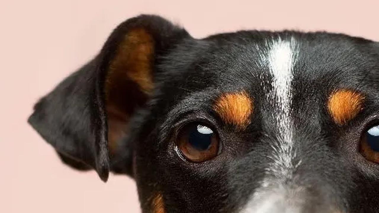 Ternyata Anjing Gemar Makan Kotoran Sendiri, Ini Penyebabnya!