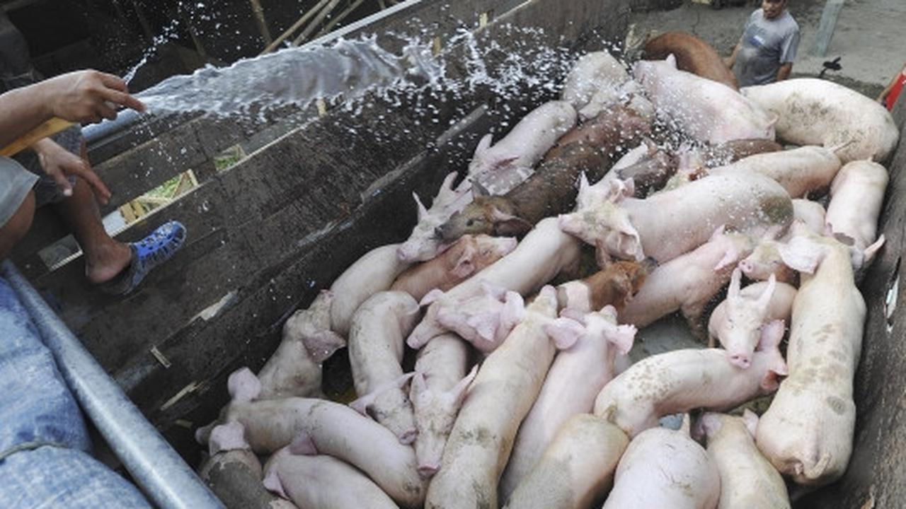 Pemindahan ratusan babi dari bantaran Sungai Cisadane
