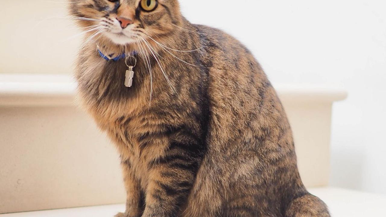Kucing yang biasanya bersuara nyaring dan jelas, bisa mengalami perubahan suara menjadi serak atau tidak terdengar sama sekali.
