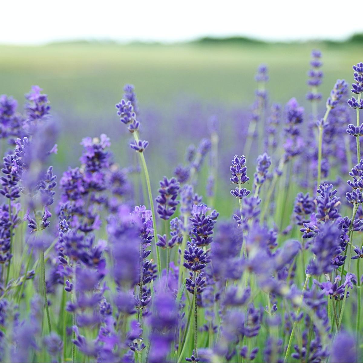 Ilsutrasi Gurun Arab Saudi Jadi Padang Bunga Lavender