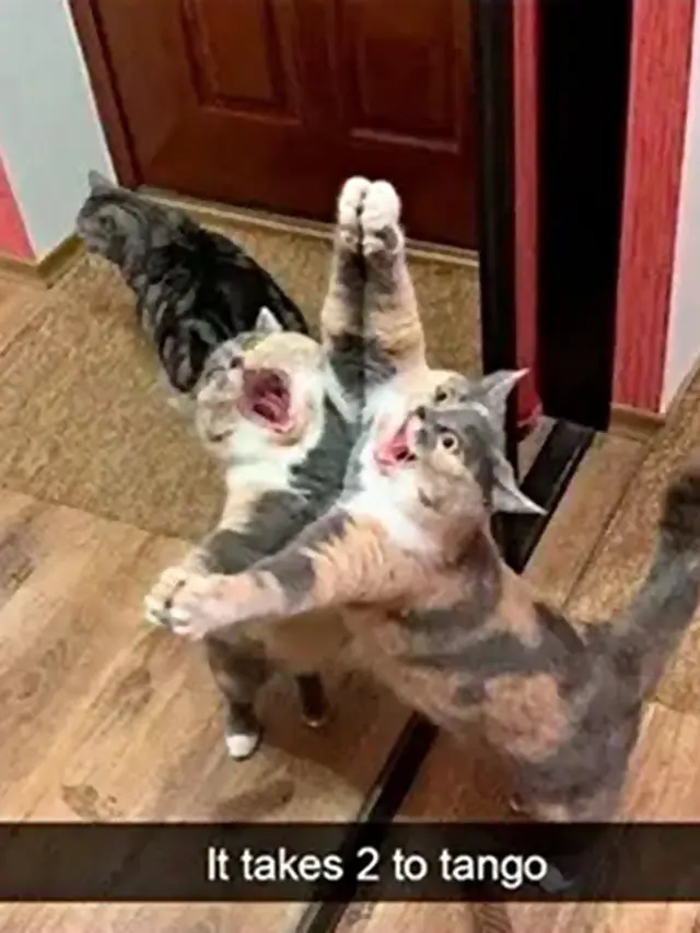 7 Potret Nyeleneh Kucing Bermain dengan Bayangannya Ini Absurd Banget