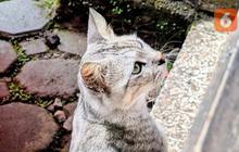Kucing Dibuang dalam Karung di Kafe Bandung, Manajemen Akui Kelalaian dan Minta Maaf