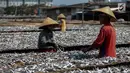 Para pekerja menjemur ikan saat proses pengasinan di kawasan Muara Angke, Jakarta, Senin (26/11). Nelayan mengaku produksi ikan asin mengalami penurunan, disebabkan terhambatnya proses pengeringan di musim hujan. (Liputan6.com/Faizal Fanani)