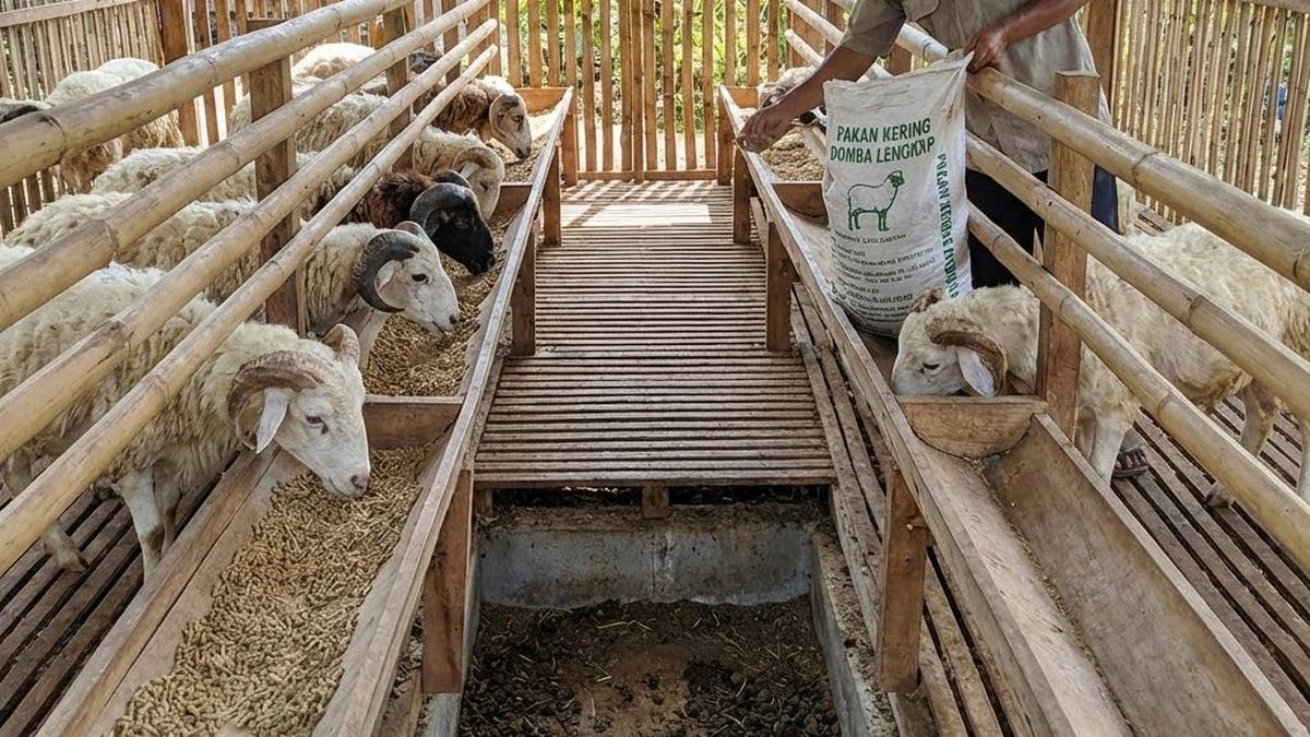 Ternak Domba Garut Tanpa Ngarit, 12 Rahasia Sukses Hemat Tenaga dan Waktu