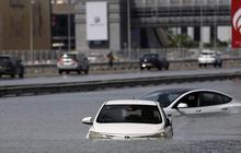 VIDEO Detik-Detik Seseorang Selamatkan Kucing Bergantung di Pintu Mobil Saat Banjir di Dubai