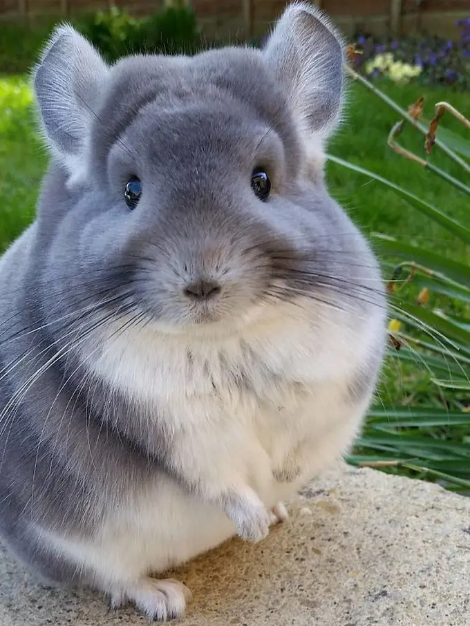 [Bintang] Tampak Gembul, Bokong Hewan Ini Mirip Bantal