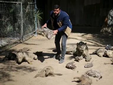 Pemilik kebun binatang di Jalur Gaza, Mohammed Oueida memperlihatkan binatang yang mati mengering akibat perang yang terjadi di kawasan tersebut selama tahun 2014, Palestina, Senin (7/3/2016). (Reuters/ Ibraheem Abu Mustafa)