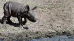 Seekor anak badak bercula satu yang baru lahir terlihat di kandangnya di Kebun Binatang di Berlin, Jerman, (6/9). Setelah periode kehamilan 428 hari, anak badak dari bunda Betty ini lahir di pagi hari Rabu, 5 September 2018. (AP Photo/Michael Sohn)