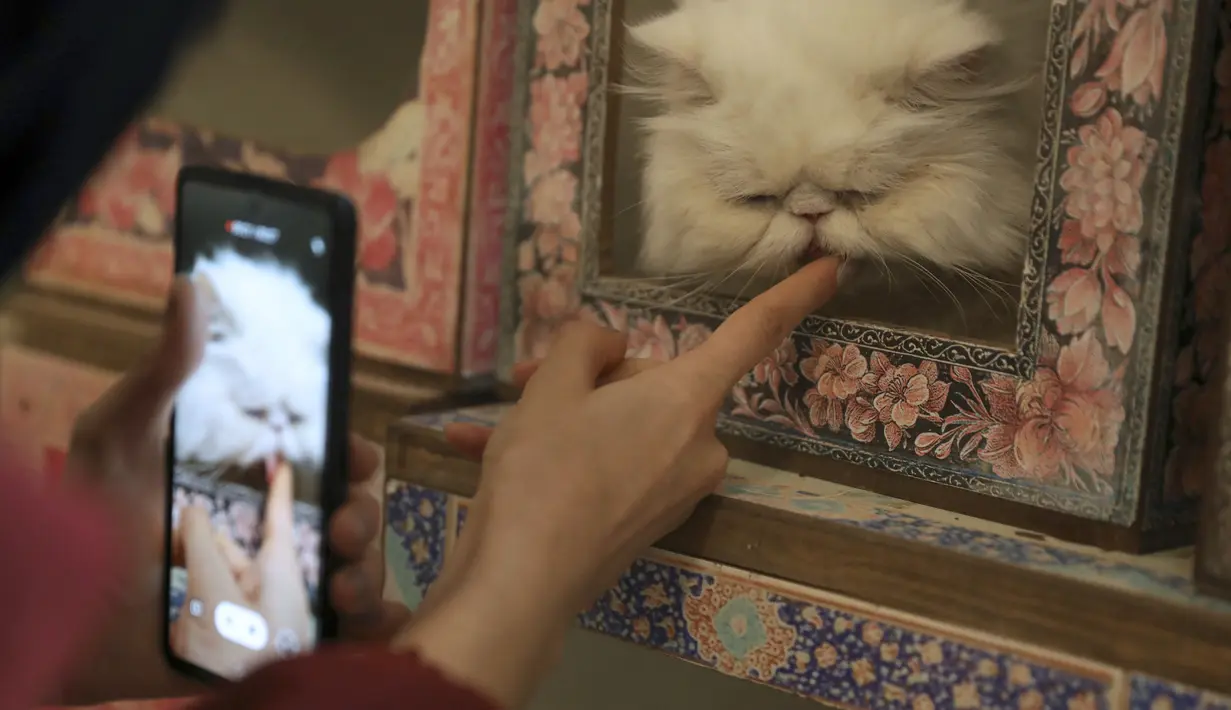 Seorang pengunjung memberi makan pasta malt ke kucing Persia sambil mengambil foto, di Museum Kucing Persia di Teheran, Iran, pada 5 Desember 2021. Didirikan di sebuah rumah tua pada tahun 2020, Museum Kucing Persia ini berawal dari kafe serba guna dan pameran kucing. (AP Photo/Vahid Salemi)