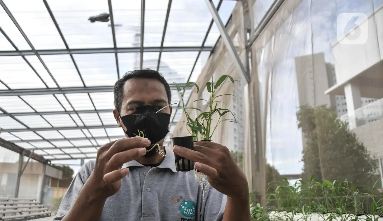 Warga menunjukkan sayur yang ditanam dengan sistem hidroponik di sebuah greenhouse atau rumah kaca di Rusun Menara Samawa, Pondok Kelapa, Jakarta Timur, Senin (14/2/2022). (merdeka.com/Iqbal S.Nugroho)