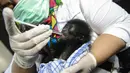 Dokter hewan memeriksa kondisi kesehatan bayi siamang (Symphalangus syndactylus) di kandang rehabilitasi BKSDA, Banda Aceh, Aceh, Kamis (13/9). Sejak 2014 BKSDA Aceh telah merawat lima bayi siamang yang diduga akan diperdagangkan (AFP/CHAIDEER MAHYUDDIN)