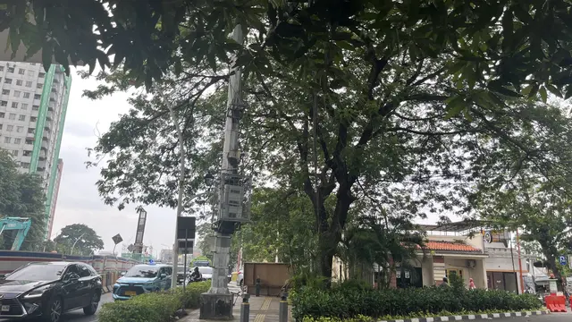 Pohon besar di kawasan Jakarta Pusat, mulai dari kawasan Proklamasi hingga Teuku Umar.