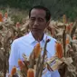 Presiden Joko Widodo (Jokowi) memanen dalam acara panen raya jagung di Desa Botuwombato, Kabupaten Gorontalo Utara, Jumat (1/3). Pada kesempatan itu, Jokowi menyempatkan diri untuk berdialog dengan beberapa petani jagung. (Liputan6.com/Arfandi Ibrahim)