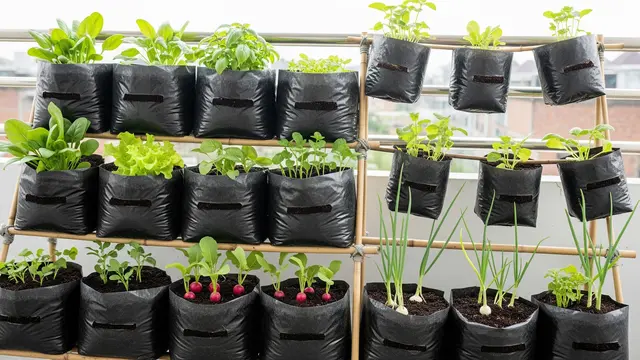 Model Kebun Sayur Polybag Murah untuk Ibu Rumah Tangga/Gemini AI