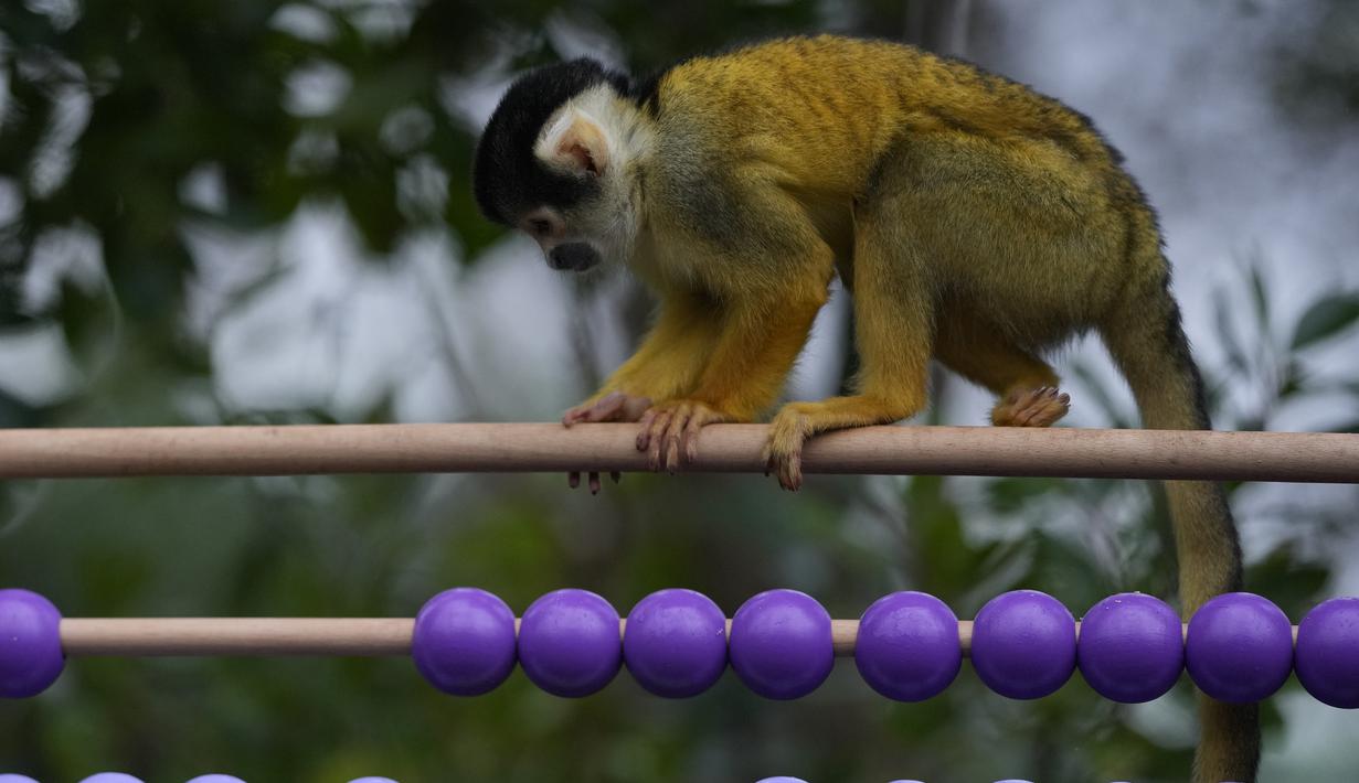 Monyet Tupai memakan camilan saat Kebun Binatang London melakukan inventarisasi tahunan, Selasa (4/1/2022). Merawat lebih dari 400 spesies berbeda, penjaga menghadapi tugas yang menantang untuk menghitung setiap mamalia, burung, reptil, dan invertebrata di Kebun Binatang. (AP Photo/Alastair Grant)